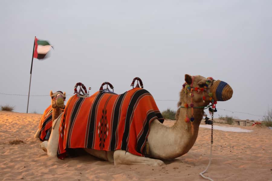 Dubai 4WD Evening Desert Safari - Sunset photo stops and the camel farm