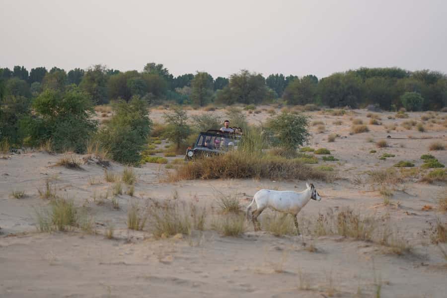 Dubai: Al Marmoom Oasis Safari, Animal Spotting & Breakfast - Emirati breakfast at the oasis