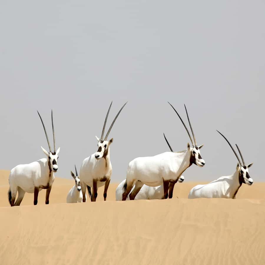 Dubai: Al Marmoom Oasis Safari, Animal Spotting & Breakfast - Should you book the Al Marmoom Oasis Safari?