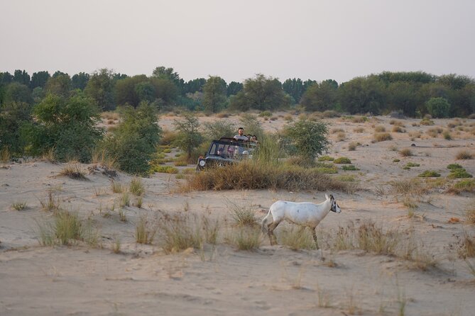 Dubai: Al Marmoom Oasis Vintage Safari: Camels, Stargazing & Meal - Stargazing under the Al Marmoom sky