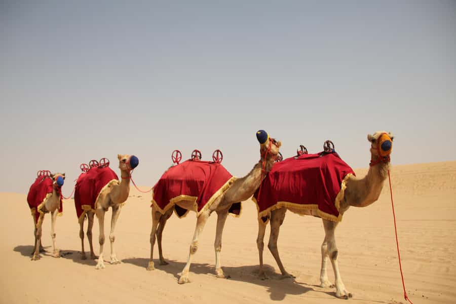Dubai: Bedouin Camp, Dune Safari, Falcon Show & BBQ Dinner - From Dubai towers to open red dunes