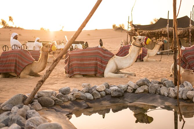 Dubai: Bedouin Culture Safari - Falconry in a 25-minute presentation