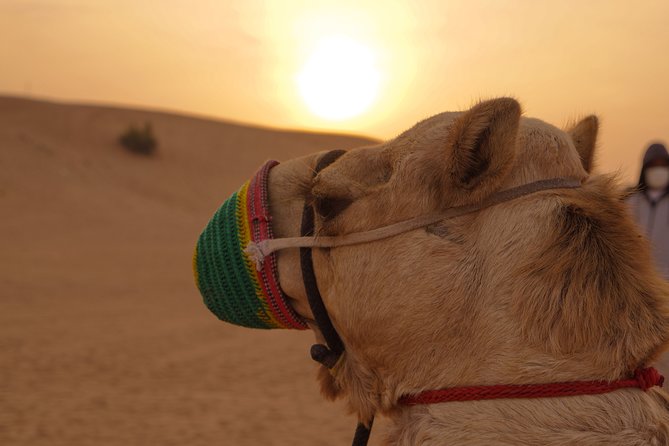 Dubai Buggy Tour in red sands and Desert Safari - What is included, and what is not
