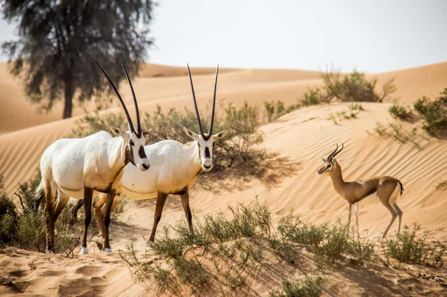 Dubai: Conservation Drive & Platinum Breakfast - Who should book this desert experience?