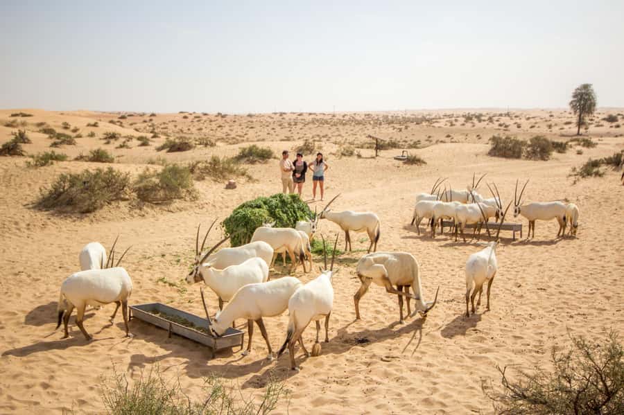 Dubai: Conservation Drive & Platinum Breakfast - The Dubai Desert Conservation Reserve by Land Rover