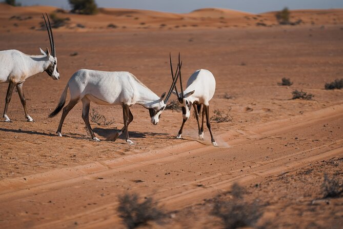Dubai Desert Safari: Camel Ride, Sandboarding, BBQ & House Drinks - A Bedouin-style camp after sunset