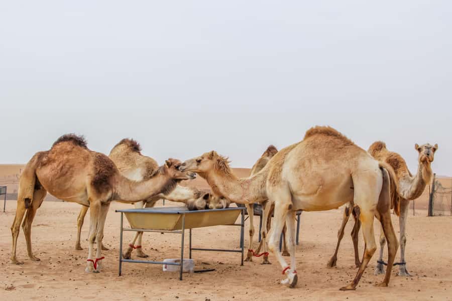 Dubai Desert Safari, Quad Biking, Camel Ride, & Sandboarding - Guides, groups, and the feel of the outing