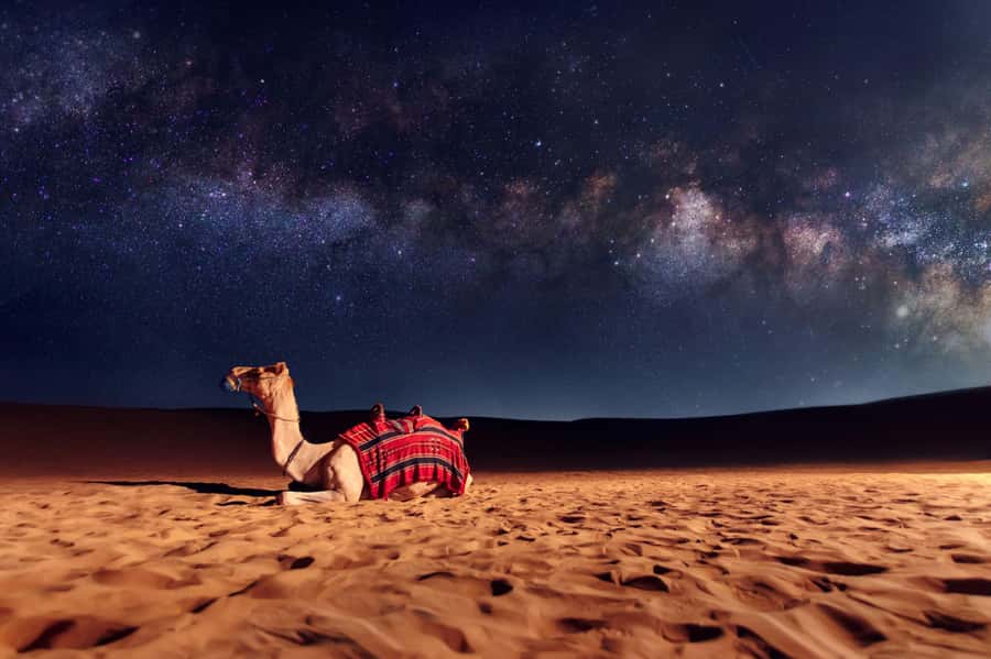 Dubai: Evening Desert Safari with Camel Ride & Stargazing - A walk in the dark and desert wildlife