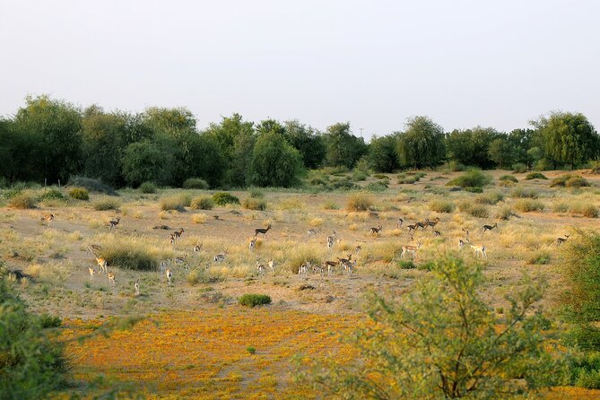 Dubai Evening Heritage Safari by Vintage G Class Al Marmoom Oasis - Al Marmoom Conservation Reserve and the search for wildlife