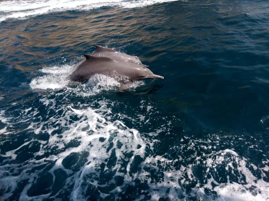 Dubai: Full-Day Sea Safari to Musandam - Comfort, toilets, and the realities of a full boat