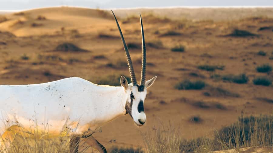 Dubai: Heritage Desert Safari wtih Overnight and Breakfast - A private royal retreat with Bedouin-style traditions