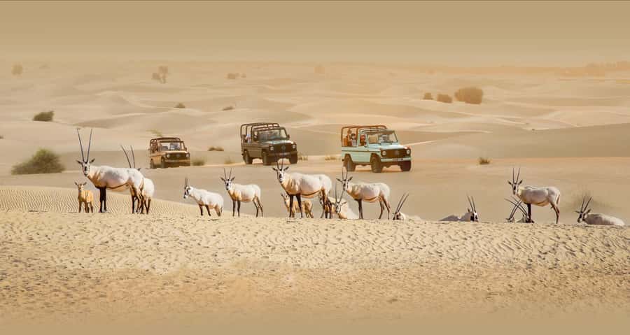 Dubai: Heritage Safari, Camel Ride & Al Marmoom Oasis Dinner - Pickup and the ride out from Dubai