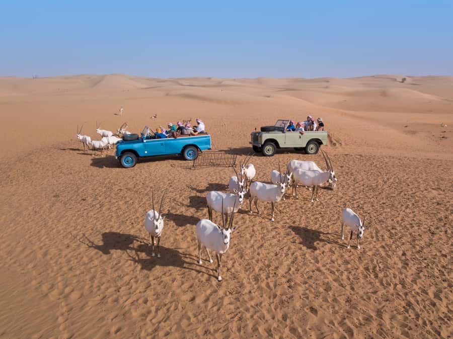 Dubai: Heritage Safari in Vintage Land Rover with Dinner - Entering the Bedouin-style camp