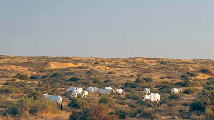 Dubai: Luxury Safari with Michelin-Curated 5-Course Dinner - A quieter kind of Dubai desert safari