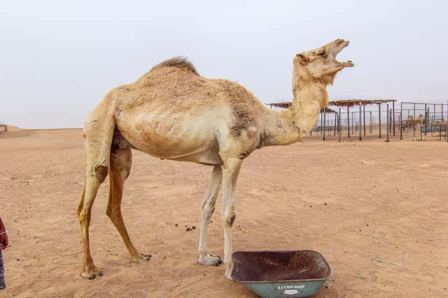 Dubai: Morning Desert Safari with Camel Ride & Sandboarding - The 20-minute photo stop in open sand
