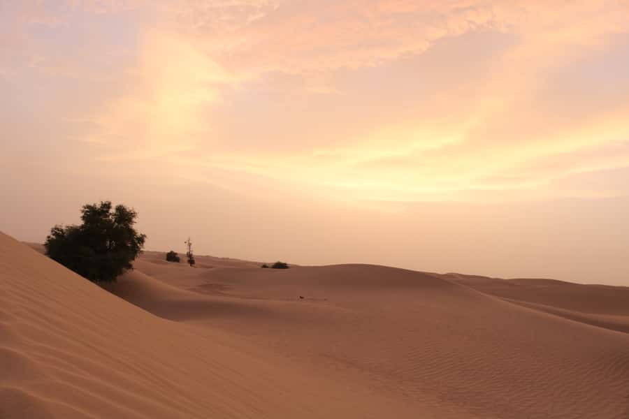 Dubai: Morning Desert Safari with Camel Ride & Sandboarding - Guides can shape the whole morning