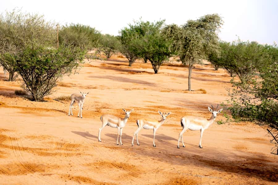 Dubai: Overnight Safari with Luxury Dome Stay & Stargazing - A calm sunrise and breakfast at your door