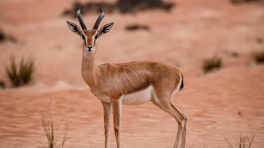 Dubai: Premium Desert Safari, Camel Ride, BBQ & Sandboarding - Key points at a glance