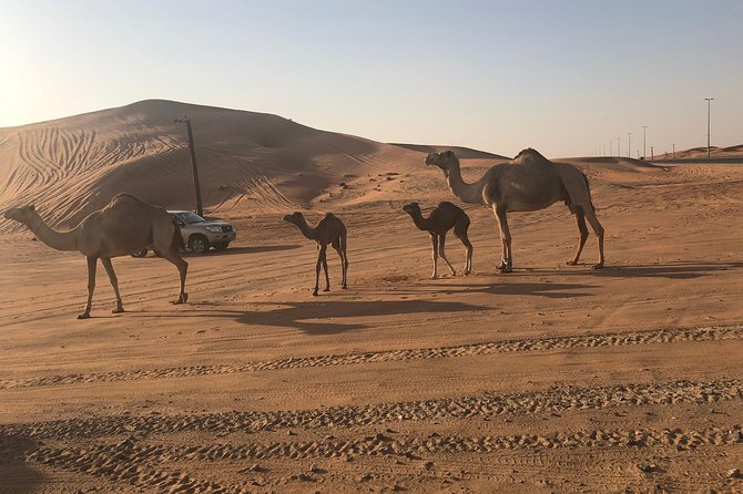 Dubai Red Dunes Desert Safari : Sandboarding, BBQ & Live Shows - Why the Lahbab red dunes are the main event