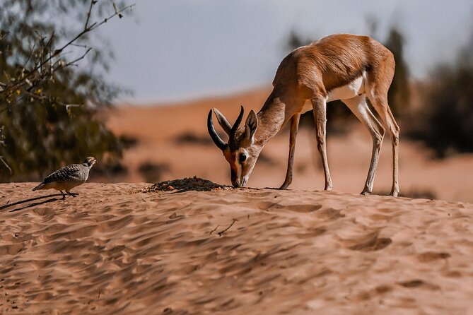 Dubai Red Dunes Safari: Dune Bashing, Camel Ride & Breakfast - Sandboarding on weather-permitting dunes