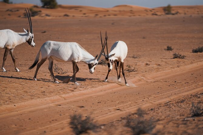 Dubai Red Dunes Safari: Dune Bashing, Camel Ride & Breakfast - Dune bashing on Dubai’s red sand
