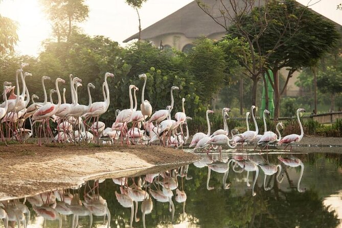 Dubai Safari Park - Why Dubai Safari Park Takes Most of a Day