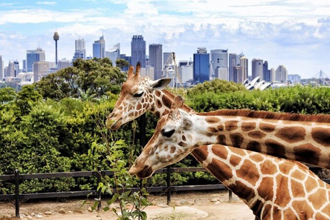 Dubai Safari Park - Choosing Between the Ticket Options