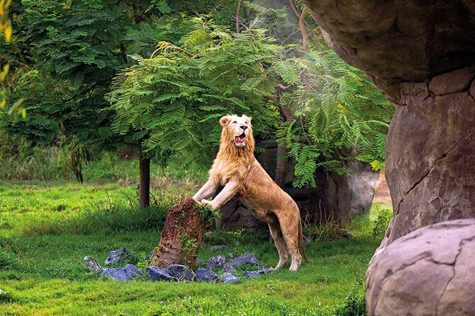 Dubai Safari Park - Timing, Pickup, and What to Bring