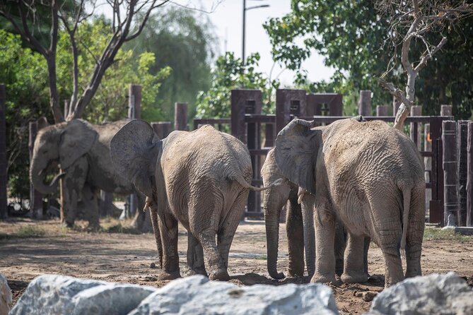 Dubai Safari Park - African Village and Asian Village Offer Different Settings