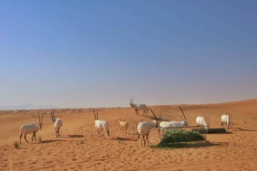 Dubai: Sunrise Desert Jeep Safari with Wildlife Experience - Sandboarding for beginners and repeat runs