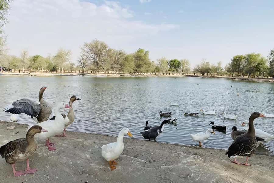 Dubai: Sunrise Desert Jeep Safari with Wildlife Experience - What the $51 price really includes
