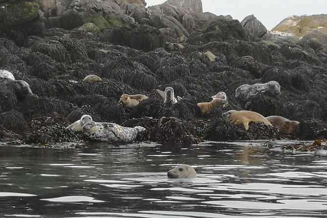 Dublin Bay Seal Kayaking Safari at Dalkey - Getting more from the three hours