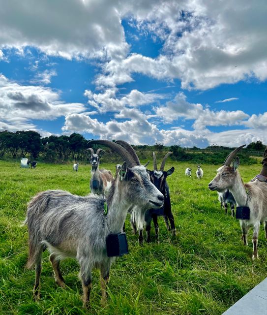 Dublin: Howth Safari Hiking Tour - How difficult is the 10 to 15 km route?