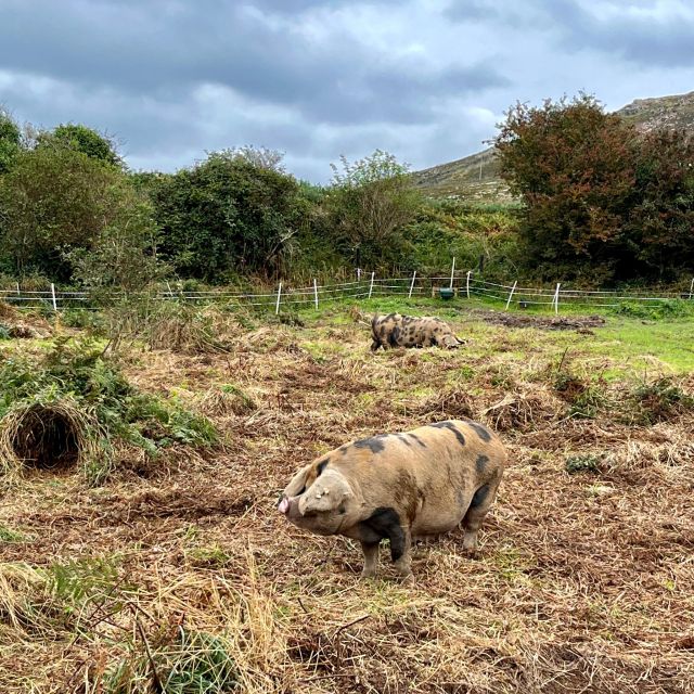 Dublin: Howth Safari Hiking Tour - Red Rock, Doldrum Beach, and the rougher coast