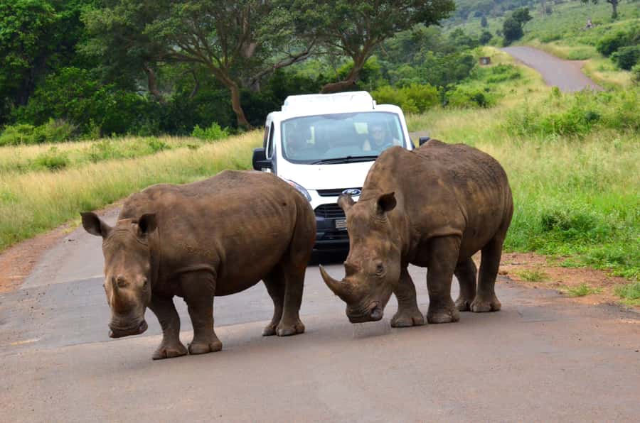 Durban: Hluhluwe Imfolozi Safari & iSimangaliso Tour - Key points at a glance