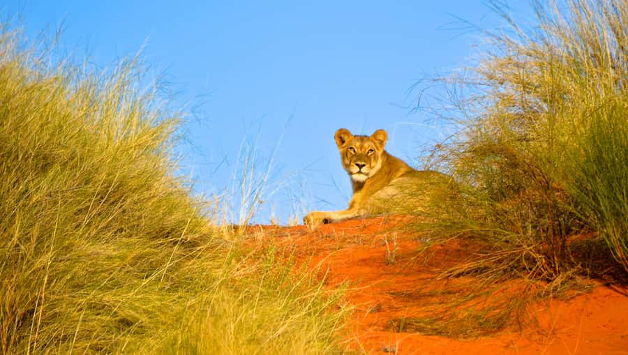 Durban: Hluhluwe Imfolozi Safari & iSimangaliso Tour - Why this makes sense as a Durban day trip
