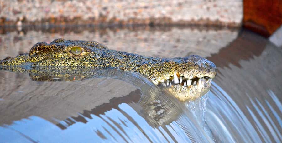 Durban: Hluhluwe Imfolozi Safari & iSimangaliso Tour - The transfer to Hluhluwe Imfolozi