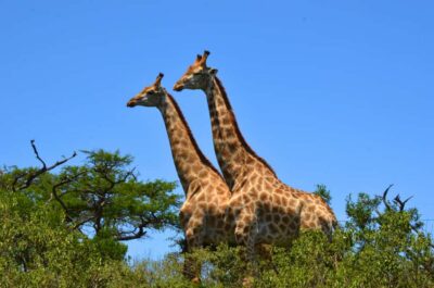 Hluhluwe Imfolozi Safari & iSimangaliso Tour