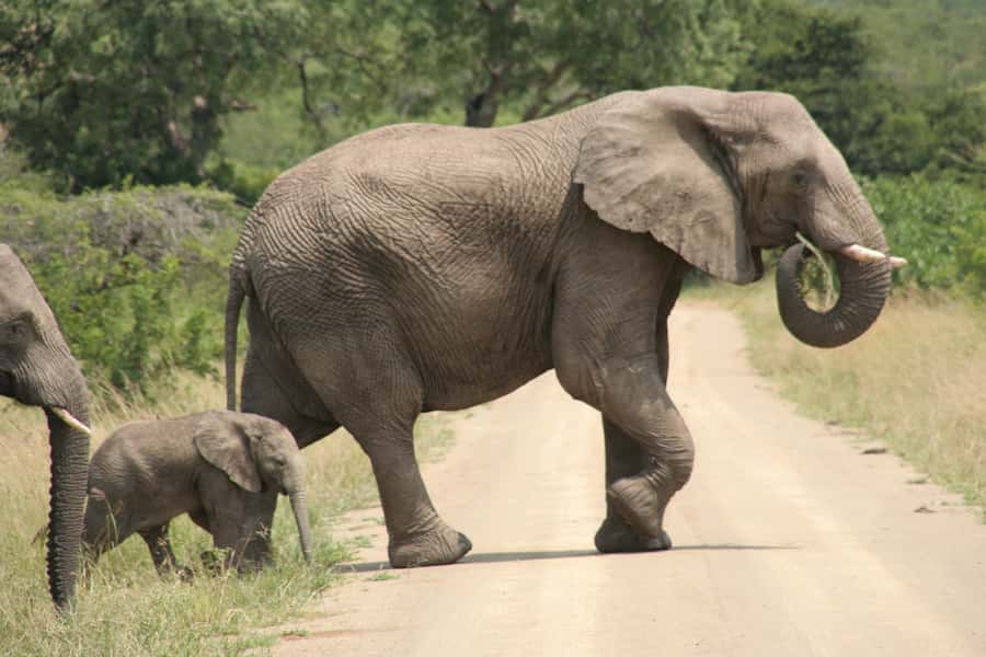 Durban: Hluhluwe Imfolozi Safari & iSimangaliso Tour - Practical advice for a better safari day