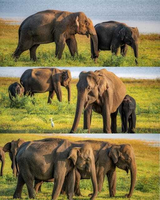 Elephant Kingdom Safari – Minneriya National Park - The elephant encounter around Minneriya Tank
