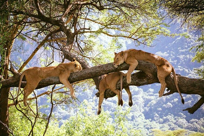 Elephant Special Serengeti & Ngorongoro Crater 5 Days / 4 Nights - Day 1: Tarangire’s elephants and seasonal river