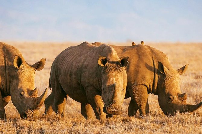 Elephant Special Serengeti & Ngorongoro Crater 5 Days / 4 Nights - Food, lodging, and the practical rhythm