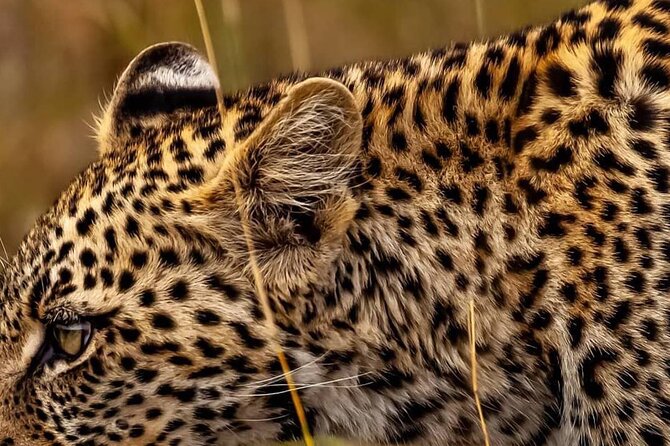 Elephant Special Serengeti & Ngorongoro Crater 5 Days / 4 Nights - Day 2: Olduvai Gorge on the road to Serengeti