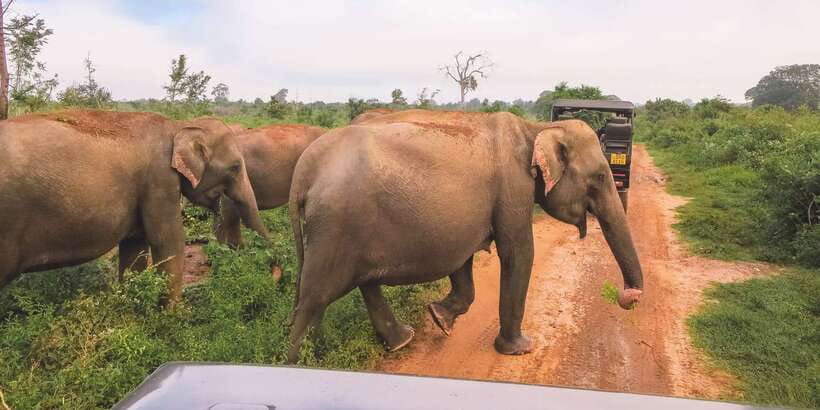 Ella: Shuttle to Mirissa/Galle/Hikkaduwa & Udawalawa Safari - Inside Udawalawe National Park