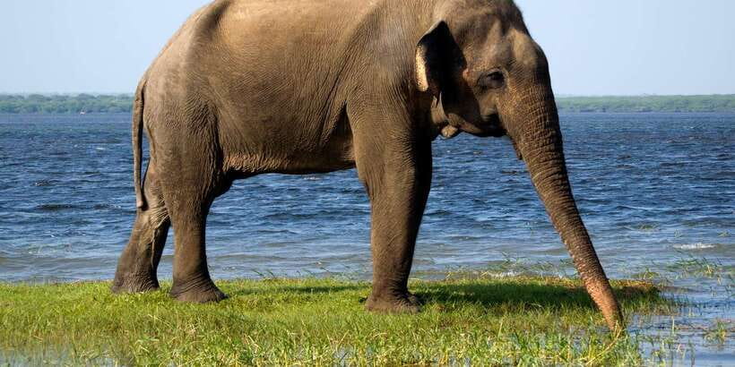 Ella: Shuttle to Tangalle/Mirissa/Galle w Udawalawe Safari - Why this transfer works so well from Ella