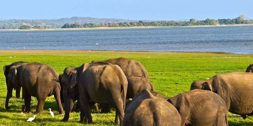 Ella: Shuttle to Tangalle/Mirissa/Galle w Udawalawe Safari - What you are likely to see inside the park