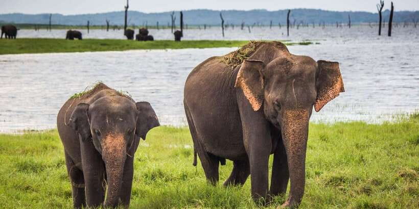 Ella: Shuttle to Tangalle/Mirissa/Galle w Udawalawe Safari - Returning to the coast after the safari