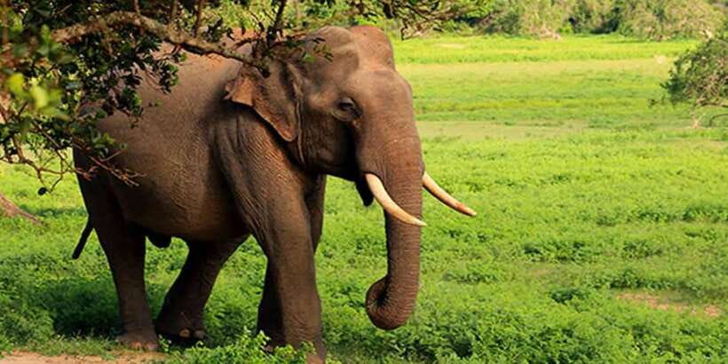 Ella: Shuttle to Tangalle/Mirissa/Galle w Udawalawe Safari - Should you book this safari transfer?