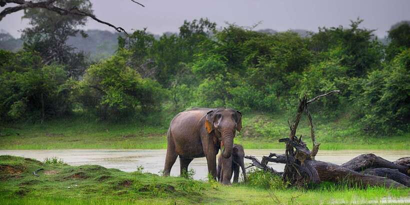 Ella: Shuttle to Tangalle/Mirissa/Galle w Udawalawe Safari - The morning pickup from Ella