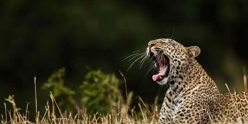 ELLA to TANGALLE/MIRISSA/GALLE Shuttle & YALA Safari - Key points to know before you go